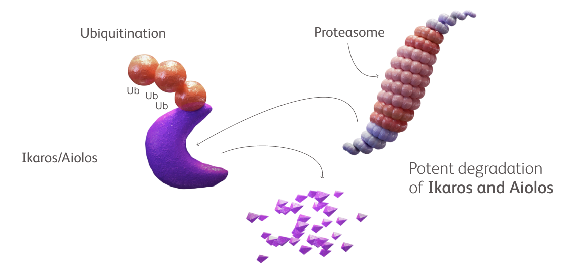 Co-opted cereblon degrading key proteins