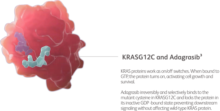 Adagrasib irreversibly and selectively binds to the mutant cysteine in KRASG12C and locks the protein in its inactive GDP -bound state preventing downstream signaling without affecting wild-type KRAS protein.