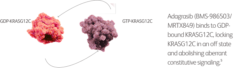 Adagrasib binds to GDP-bound KRASG12C, locking KRASG12C in an off state and abolishing aberrant constitutive signaling.