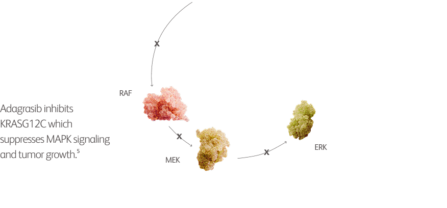 Adagrasib inhibits KRASG12C which suppresses MAPK signaling and tumor growth