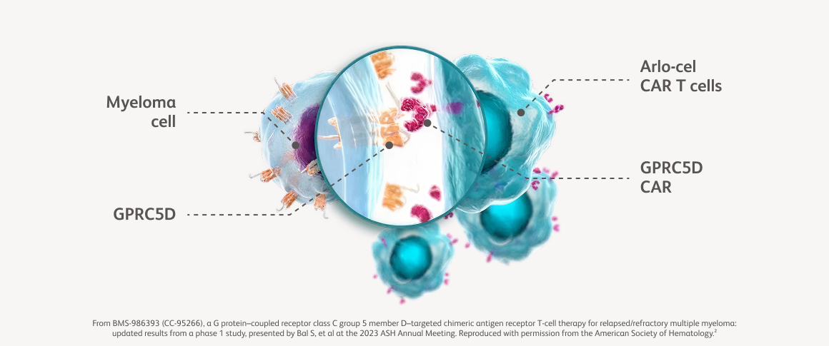 Mechanism of action (MOA) of arlocabtagene autoleucel (arlo-cel) in the QUINTESSENTIAL clinical trials