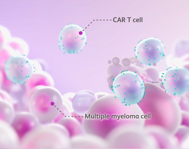 CAR T cell and multiple myeloma cell