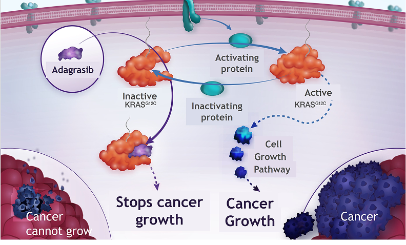 The image illustrates the role of KRAS in cell growth and division. It depicts KRAS as a light switch that controls cell signals. Normally, when the switch is on, KRAS sends signals for cells to grow, and when off, cells stop growing to maintain balance. In some cancers, the KRAS switch is stuck in the 