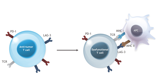 LAG-3 is a cell-surface molecule expressed on T cells and other immune cells. Interaction of LAG-3 with its ligands triggers inhibitory activity that reduces the function of effector T cells, leading to an impaired ability to fight tumor cells and an increased potential for tumor growth.