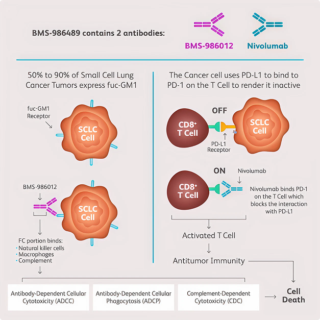 BMS-986012:
Binding: BMS-986012 (atigotatug) binds to the fuc-GM1 receptor, which is expressed in 50% to 90% of Small Cell Lung Cancer (SCLC) tumors.
Immune Activation: The Fc portion of BMS-986012 engages natural killer cells, macrophages, and complement, leading to Antibody-Dependent Cellular Cytotoxicity (ADCC), Antibody-Dependent Cellular Phagocytosis (ADCP), and Complement-Dependent Cytotoxicity (CDC).
Nivolumab:
PD-1 Blockade: Nivolumab binds to the PD-1 receptor on CD8+ T cells, preventing the interaction with PD-L1 expressed by cancer cells. This blockade reactivates the T cells.
Antitumor Immunity: The activated T cells then target and kill the tumor cells, enhancing antitumor immunity and leading to cancer cell death.
